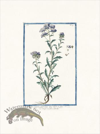 Bonelli 307 Pennycress